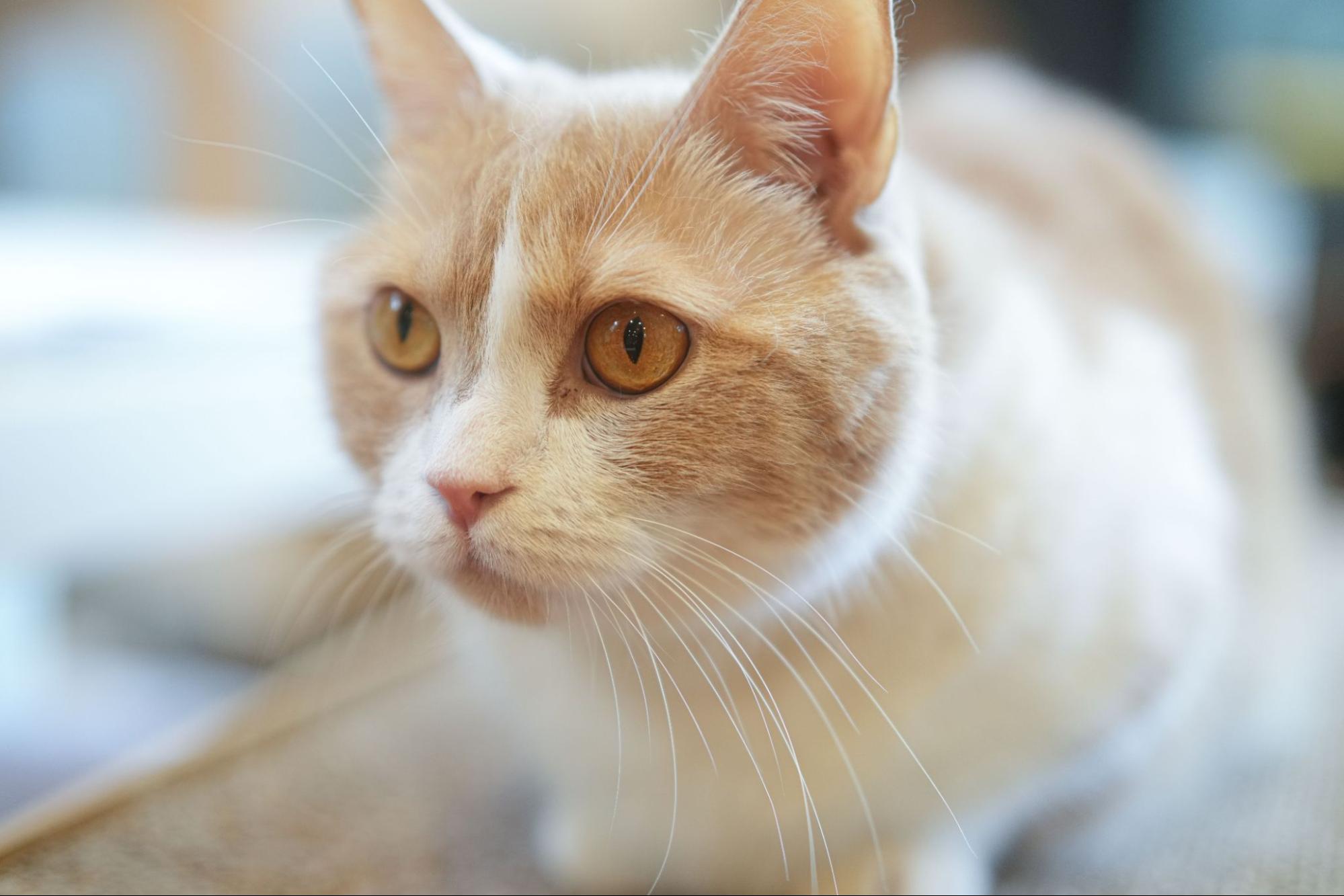 マンチカンは飼いやすい？